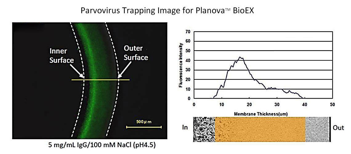 Parvovirus Trapping Image for Planova™ BioEX